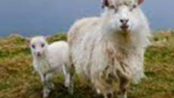 After Easter Sheep 3C9db65fd8